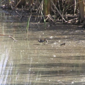 Porzana fluminea at Fyshwick, ACT - 14 Apr 2018