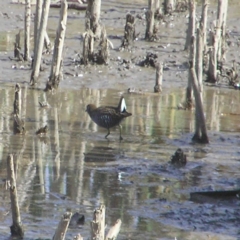 Porzana fluminea at Fyshwick, ACT - 14 Apr 2018