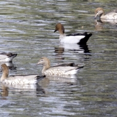 Chenonetta jubata (Australian Wood Duck) at Sullivans Creek, Lyneham South - 14 Apr 2018 by jb2602