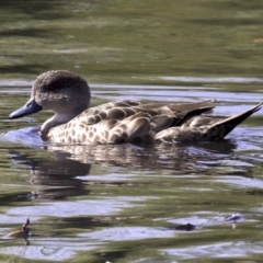 Anas gracilis (Grey Teal) at Lyneham, ACT - 14 Apr 2018 by jbromilow50