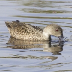 Anas gracilis at Lyneham Wetland - 14 Apr 2018