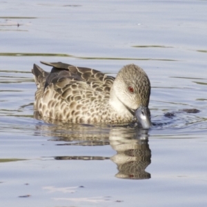 Anas gracilis at Lyneham Wetland - 14 Apr 2018