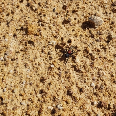 Missulena occatoria (Red-headed Mouse Spider) at Callum Brae - 14 Apr 2018 by nathkay