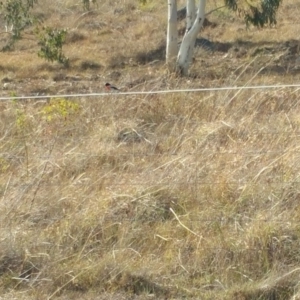 Petroica boodang at Cooleman Ridge - 12 Apr 2018