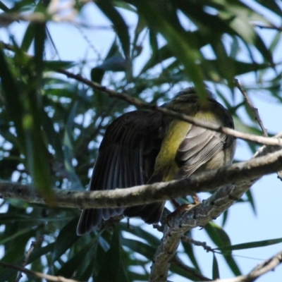 Melithreptus brevirostris (Brown-headed Honeyeater) at Dignams Creek, NSW - 15 Apr 2018 by Maggie1