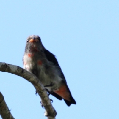 Dicaeum hirundinaceum (Mistletoebird) at Dignams Creek, NSW - 15 Apr 2018 by Maggie1