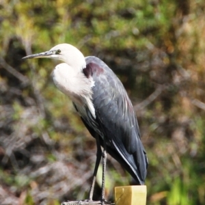 Ardea pacifica at Dignams Creek, NSW - 6 Apr 2016