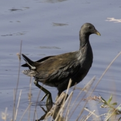 Gallinula tenebrosa (Dusky Moorhen) at Lyneham, ACT - 14 Apr 2018 by jbromilow50