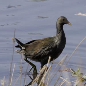 Gallinula tenebrosa at Lyneham, ACT - 14 Apr 2018