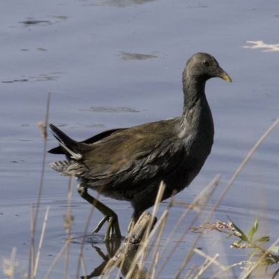 Gallinula tenebrosa (Dusky Moorhen) at Lyneham Wetland - 14 Apr 2018 by jbromilow50