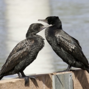 Phalacrocorax sulcirostris at Lyneham, ACT - 14 Apr 2018