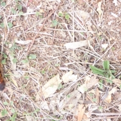 Hepialidae (family) at Hughes, ACT - 15 Apr 2018