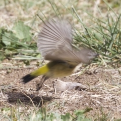 Acanthiza chrysorrhoa (Yellow-rumped Thornbill) at Dickson Wetland Corridor - 14 Apr 2018 by jb2602