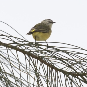 Acanthiza chrysorrhoa at Dickson, ACT - 14 Apr 2018 12:54 PM