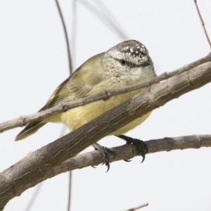 Acanthiza chrysorrhoa at Dickson, ACT - 14 Apr 2018 12:54 PM