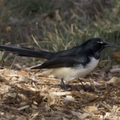 Rhipidura leucophrys (Willie Wagtail) at Dickson Wetland Corridor - 14 Apr 2018 by jb2602