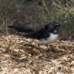 Rhipidura leucophrys at Dickson, ACT - 14 Apr 2018 12:50 PM