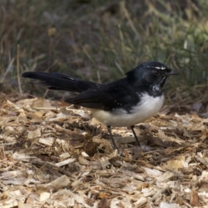 Rhipidura leucophrys at Dickson, ACT - 14 Apr 2018 12:50 PM