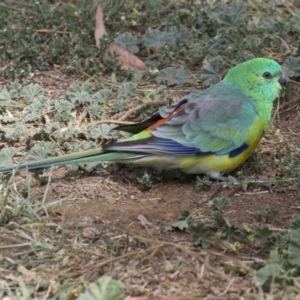 Psephotus haematonotus at Dickson, ACT - 14 Apr 2018