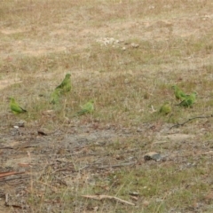 Polytelis swainsonii (Superb Parrot) at Mount Painter - 15 Apr 2018 by CathB