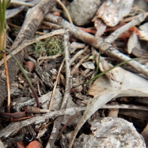 Caleana minor at Aranda, ACT - suppressed