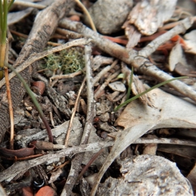 Caleana minor (Small Duck Orchid) at Aranda, ACT - 15 Apr 2018 by CathB