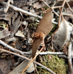 Caleana minor at Aranda, ACT - suppressed