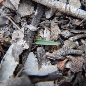 Cyanicula caerulea at Belconnen, ACT - 15 Apr 2018