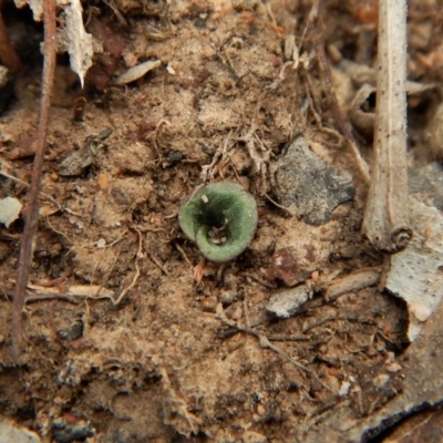 Cyrtostylis reniformis (Common Gnat Orchid) at Aranda, ACT - 15 Apr 2018 by CathB