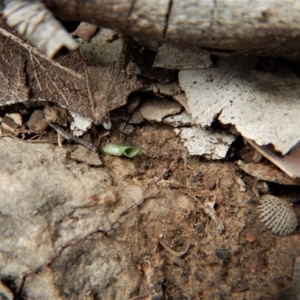 Cyrtostylis reniformis at suppressed - suppressed