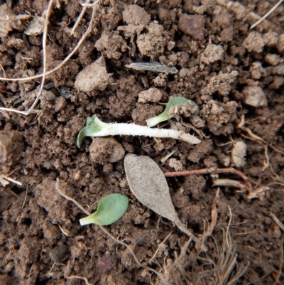 Diplodium sp. (A Greenhood) at Aranda, ACT - 15 Apr 2018 by CathB