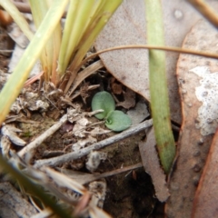 Diplodium sp. at Aranda, ACT - suppressed