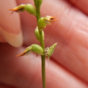 Philagra sp. (genus) at Aranda, ACT - 15 Apr 2018