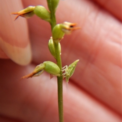 Philagra sp. (genus) (A spittlebug) at Aranda, ACT - 15 Apr 2018 by CathB