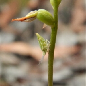 Philagra sp. (genus) at Aranda, ACT - 15 Apr 2018