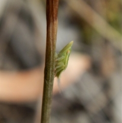 Philagra sp. (genus) at Aranda, ACT - 15 Apr 2018