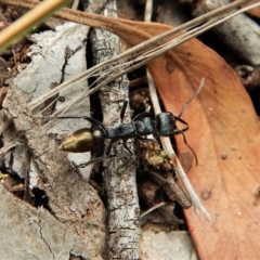 Myrmecia piliventris (Golden tail bull ant) at Aranda Bushland - 15 Apr 2018 by CathB