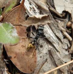 Myrmecia piliventris at Aranda, ACT - 15 Apr 2018