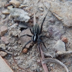 Pisauridae (family) (Water spider) at Mount Painter - 13 Apr 2018 by CathB