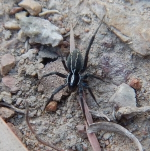 Pisauridae (family) at Cook, ACT - 13 Apr 2018 05:53 PM