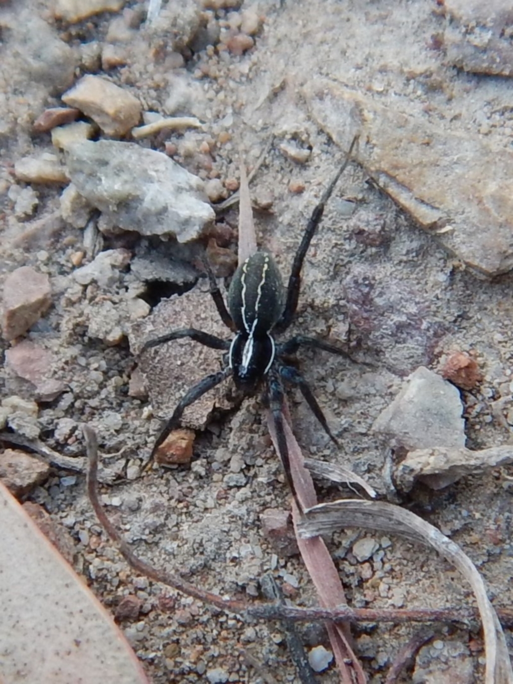 Pisauridae sp. (family) at Cook, ACT - 13 Apr 2018