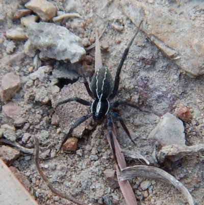 Pisauridae (family) (Water spider) at Mount Painter - 13 Apr 2018 by CathB
