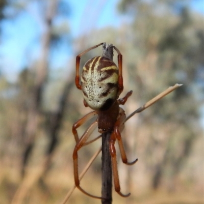 Phonognatha graeffei (Leaf Curling Spider) at Belconnen, ACT - 4 Apr 2018 by CathB