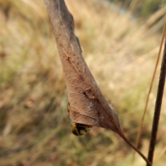 Phonognatha graeffei at Belconnen, ACT - 5 Apr 2018