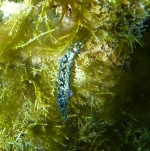 Hypselodoris obscura at The Blue Pool, Bermagui - 15 Apr 2018