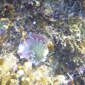 Hydatina physis at The Blue Pool, Bermagui - 15 Apr 2018