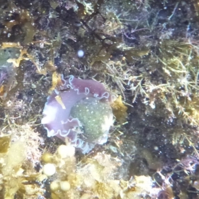 Hydatina physis (Brown-line Paperbubble) at Bermagui, NSW - 15 Apr 2018 by Angel