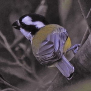 Falcunculus frontatus at Paddys River, ACT - 15 Apr 2018