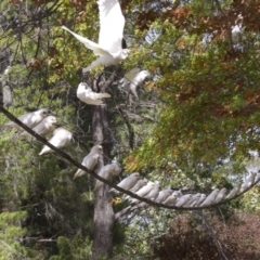 Cacatua sanguinea at Lyneham, ACT - 14 Apr 2018 11:48 AM