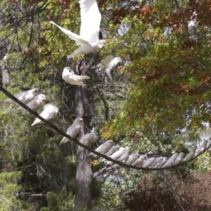 Cacatua sanguinea at Lyneham, ACT - 14 Apr 2018 11:48 AM